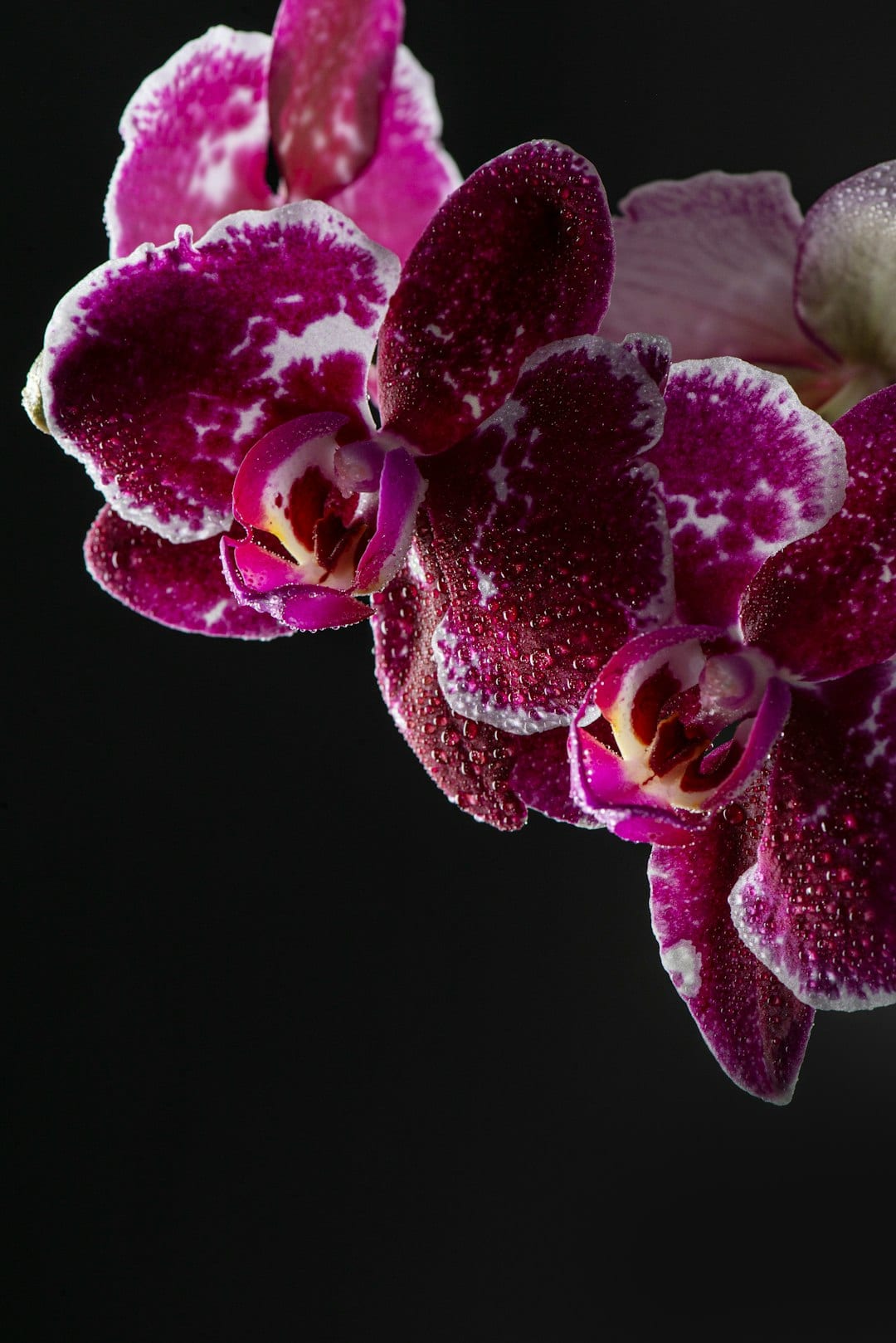 Nine Orchids collection — botanical orchid art with oriental elegance
