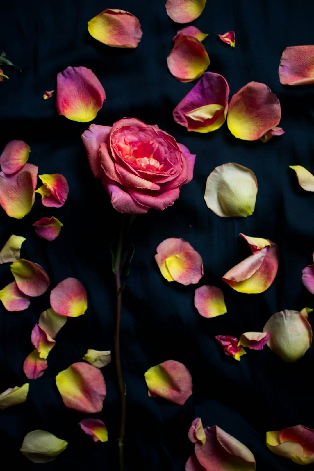 Rose Petals collection silk fabric editorial with soft feminine drape